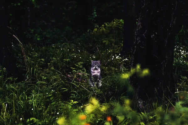 Un beau chat gris assis dans l'herbe verte dans la forêt . — Photo
