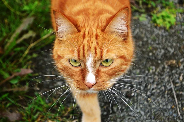 Ginger cat on the background of grass and gray road — Stock Photo, Image