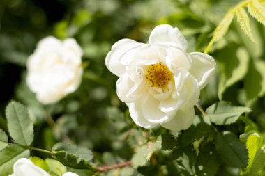 Güzel beyaz kuşburnu çiçekleri