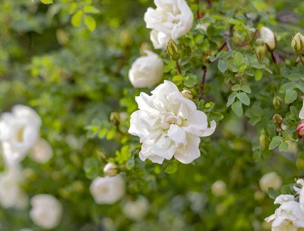 Beautiful white rosehip flowers — Stock Photo, Image