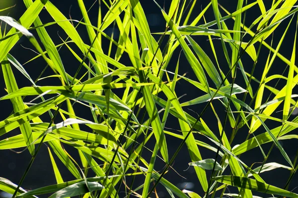 Sfondo di foglie di canna verde — Foto Stock
