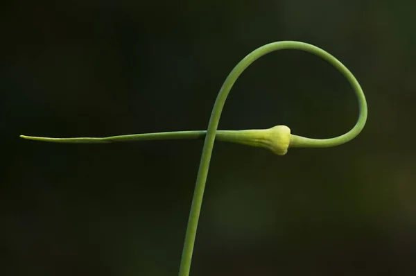 güzel sarımsak bitki