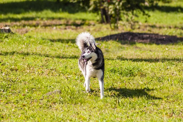 Perro husky en un paseo de verano en el bosque — Foto de Stock
