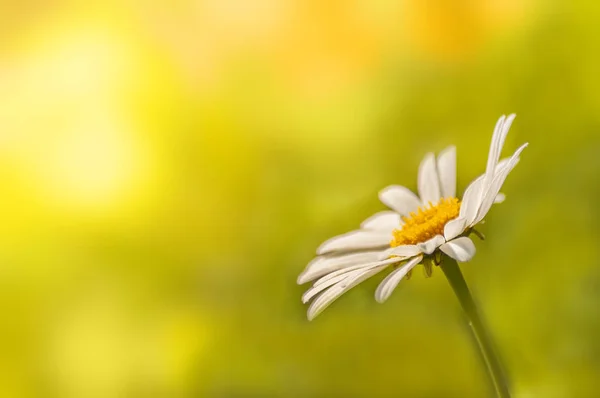 yeşil çim arka plan üzerinde beyaz çiçek