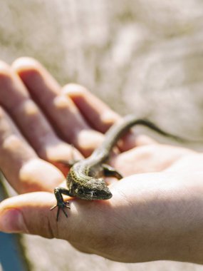 kertenkele güneşin altında basks