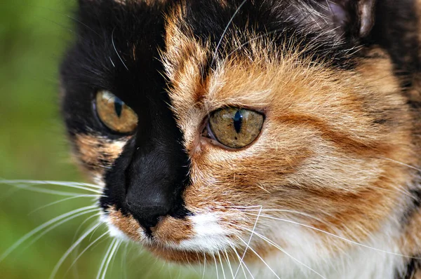 Portrait de chat double visage rouge-noir — Photo