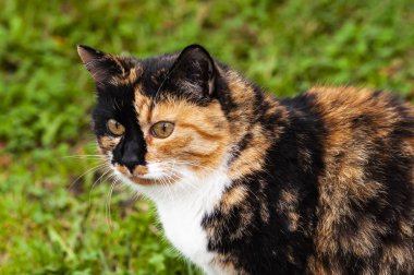 Kırmızı-siyah çift yüzlü kedi portresi