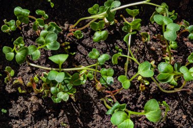 Yeşil lahanalı soyut bir arka plan. Maydanoz fideleri