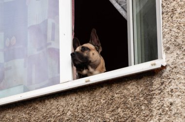 Köpek açık pencereden dışarı baktı ve sokağa baktı.