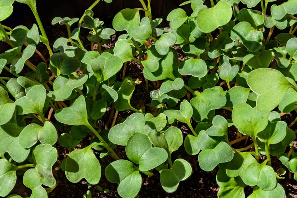 Sfondo Astratto Con Germogli Verdi Piantine Prezzemolo — Foto Stock