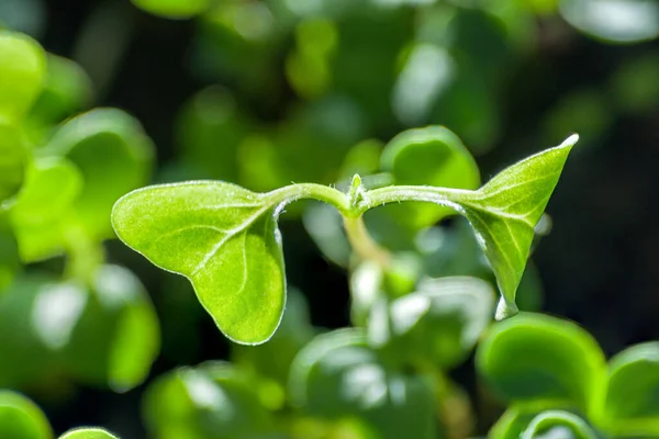 Fundo Abstrato Com Brotos Verdes Sementes Salsa — Fotografia de Stock