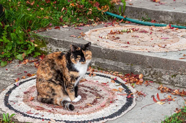 Chat Tricolore Sur Tapis Rond Osier Dans Rue — Photo