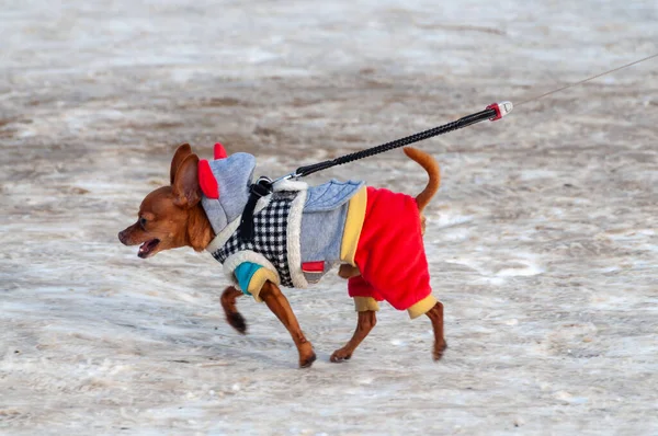 Hond Een Jumpsuit Tijdens Een Winterwandeling — Stockfoto