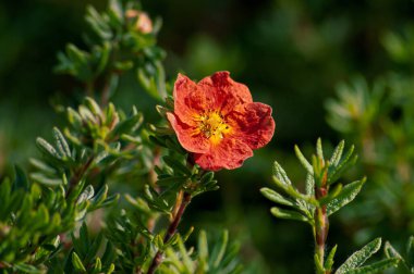 Shrubby Cinquefoil Red Ace 'in yakın çekimi. Dasiphora fruticosa, Syn. Potentilla fruticosa.
