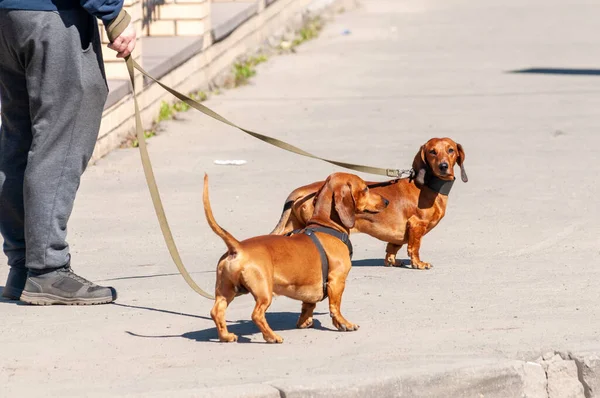 Twee Teckels Aan Leiband Tijdens Een Wandeling Een Zomerdag — Stockfoto