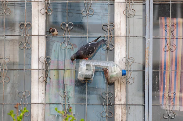 Περιστέρι Και Μερικά Σπουργίτια Στον Τροφοδότη Πουλιών Από Πλαστικό Μπουκάλι — Φωτογραφία Αρχείου