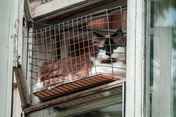 Chat Moelleux Dans Fenêtre Maison Derrière Les Barreaux Panier Épicerie — Photo