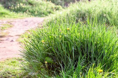 Gün batımında yeşil çimlerle güzel bir arka plan