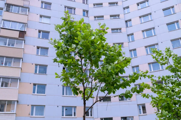 Πράσινο Δέντρο Στο Φόντο Ενός Τεράστιου Γκρι Ουρανοξύστη Αντίθεση Μεταξύ — Φωτογραφία Αρχείου