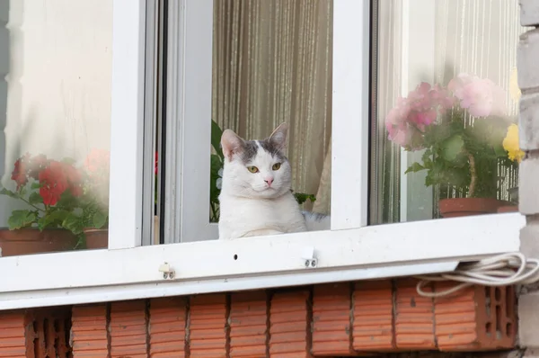 Chat Domestique Blanc Dans Fenêtre Ouverte — Photo