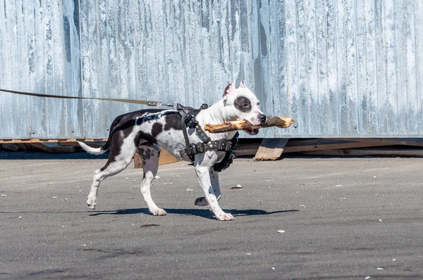 Ein Gefleckter Schwarz Weißer Pitbull Einem Ledergeschirr Mit Einem Stock — Stockfoto