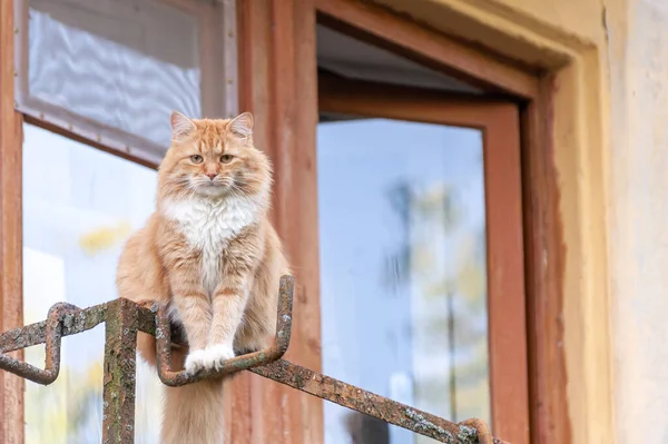 Söt Ingefära Fluffig Katt Sitter Balkong — Stockfoto