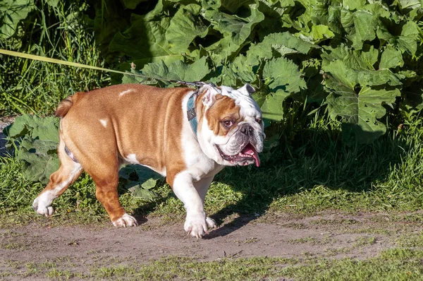 Drôle Bouledogue Anglais Sur Une Promenade Été Regarde Dans Cadre — Photo