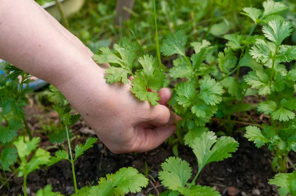 Primer Plano Una Mano Recogiendo Verduras Orgánicas Del Jardín — Foto de Stock