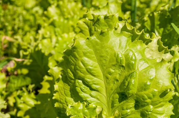 # Bahçede yeşil lahana salatası #