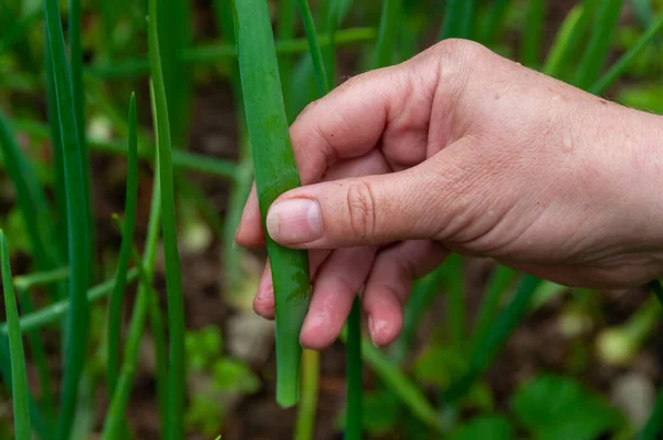 Primo Piano Una Mano Che Raccoglie Cipolla Verde Dal Giardino — Foto Stock