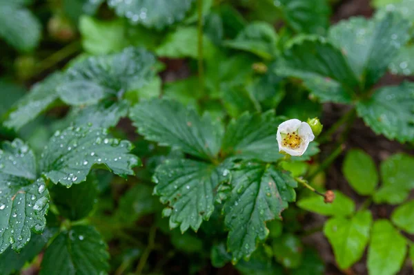 Little White Flower Strawberry Bush Strawberry Blossoms — Stock Photo, Image