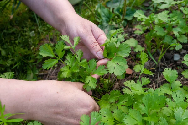 Primer Plano Una Mano Recogiendo Verduras Orgánicas Del Jardín — Foto de Stock