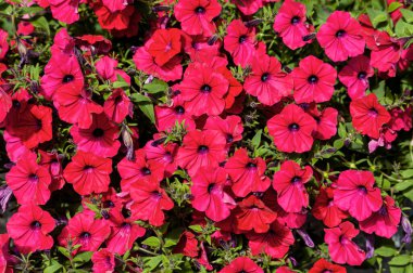 Güzel pembe petunyaların arka planı. Güzel yaz çiçeği arka planı