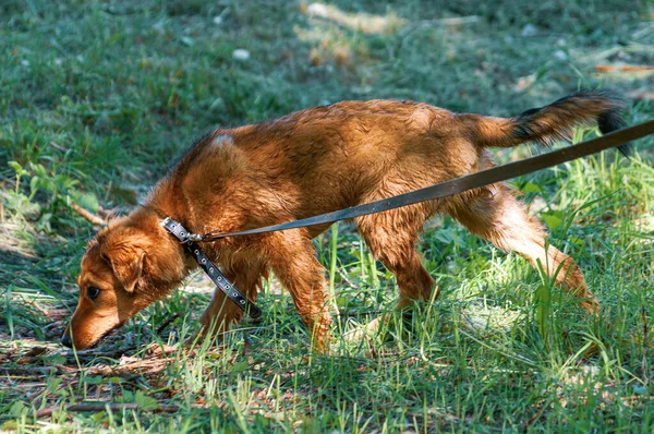 Cachorro Mojado Con Una Correa Después Bañarse Entre Hierba — Foto de Stock