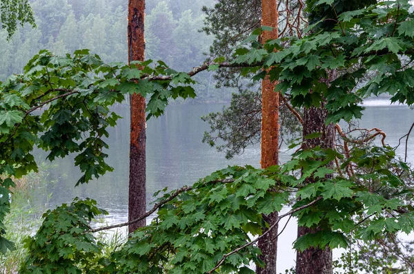 Fondo Con Pinos Arces Orilla Lago Forestal — Foto de Stock