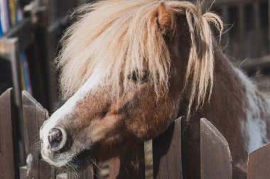 Kahverengi bir midillinin güzel yakın plan fotoğrafı.