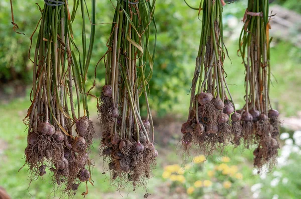 Bulbi Aglio Appena Raccolti Essiccazione All Aperto — Foto Stock