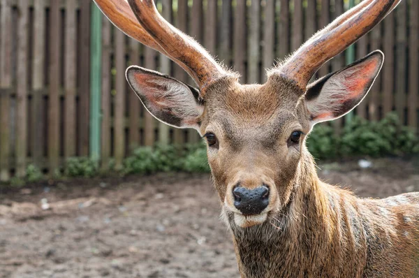 close-up of cute deer\'s head with antlers