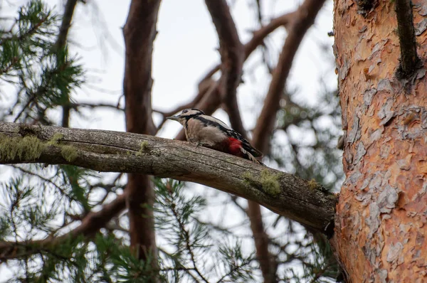 Pájaro Carpintero Una Rama Pájaro Carpintero Sentado Pino — Foto de Stock