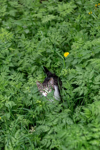 Grå Sällskapsdjur Katt Bland Höga Gröna Gräset — Stockfoto