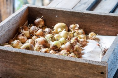 Tahta bir kutuda soğan ampulleri. Sonbahar hasadı
