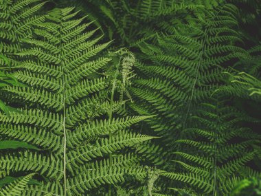 Eğreltiotu yapraklarının soyut arkaplanı koyu tuş ile