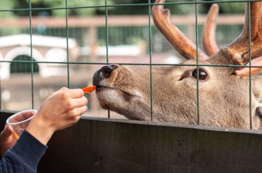 Bir çocuk çitin içinden geyik havucu besliyor.