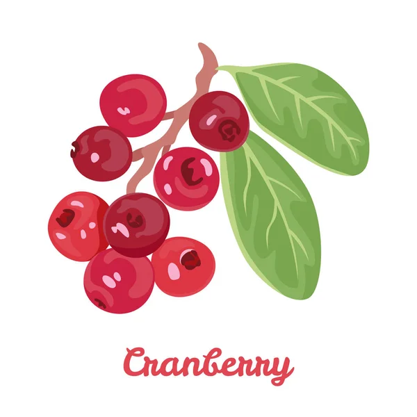 Cranberry Diisolasi Dengan Latar Belakang Putih Cabang Dengan Beri Merah - Stok Vektor