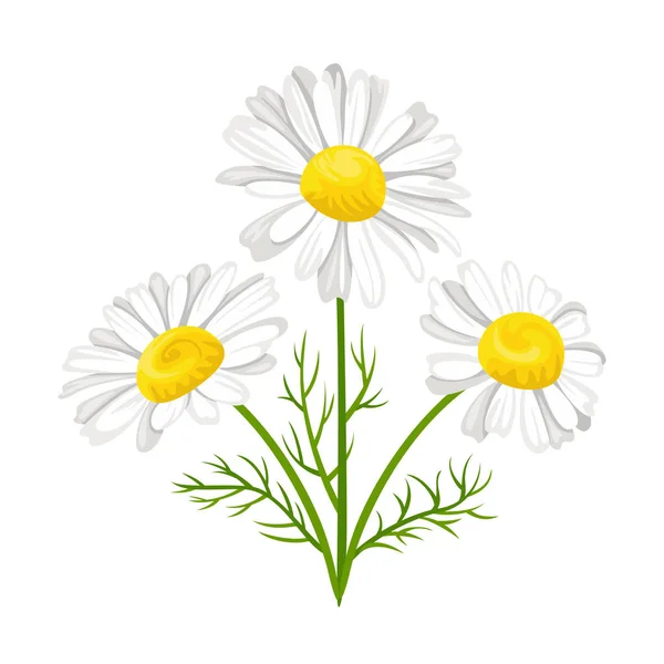 在白色背景上孤立的洋甘菊花束 白色雏菊花的向量例证与绿叶在动画片平的样式 — 图库矢量图片