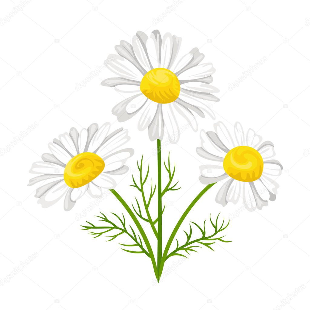 Bouquet of chamomile isolated on white background. Vector illustration of white daisies flowers with green leaves in cartoon flat style.