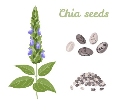 Chia bitki ve tohumlar beyaz arka plan üzerinde izole. Karikatür düz tarzı sağlıklı vegan gıda Vektör illüstrasyon.