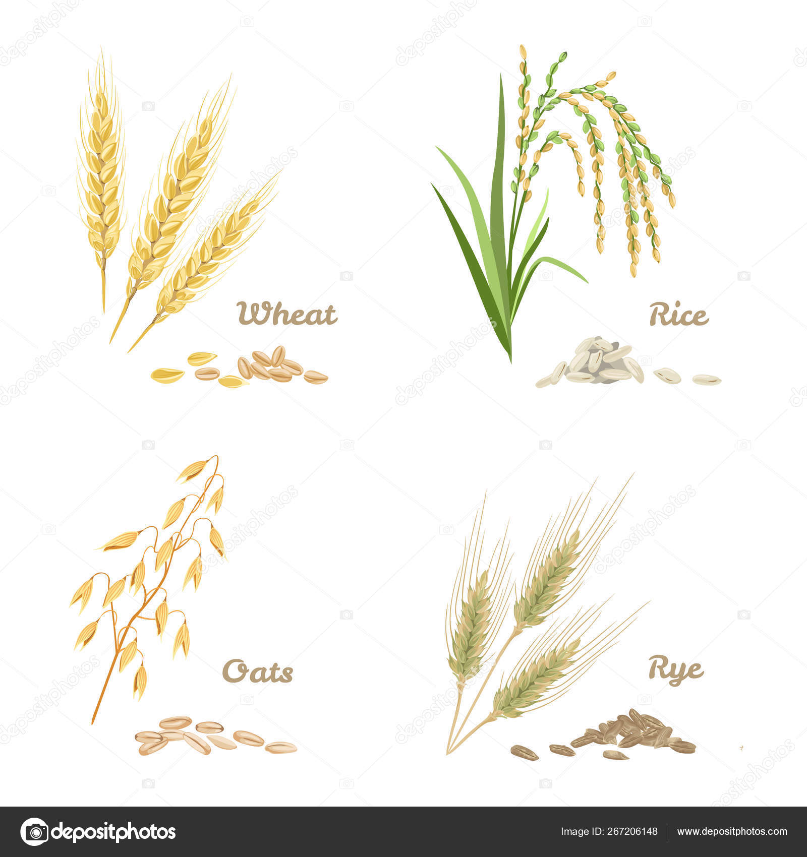 水稻和燕麦在白色背景下被分离出来一套卡通风格的农作物稻穗和谷类作物的病媒存量说明图库矢量图©Sunnydream 267206148