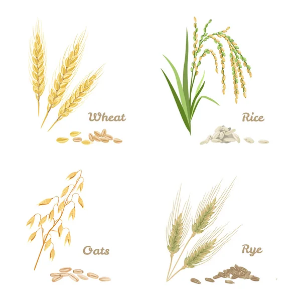 ライ麦 オート麦は白地に隔離されている 漫画のフラットスタイルの農業作物のセット スパイクや穀物のベクターストックイラスト — ストックベクタ