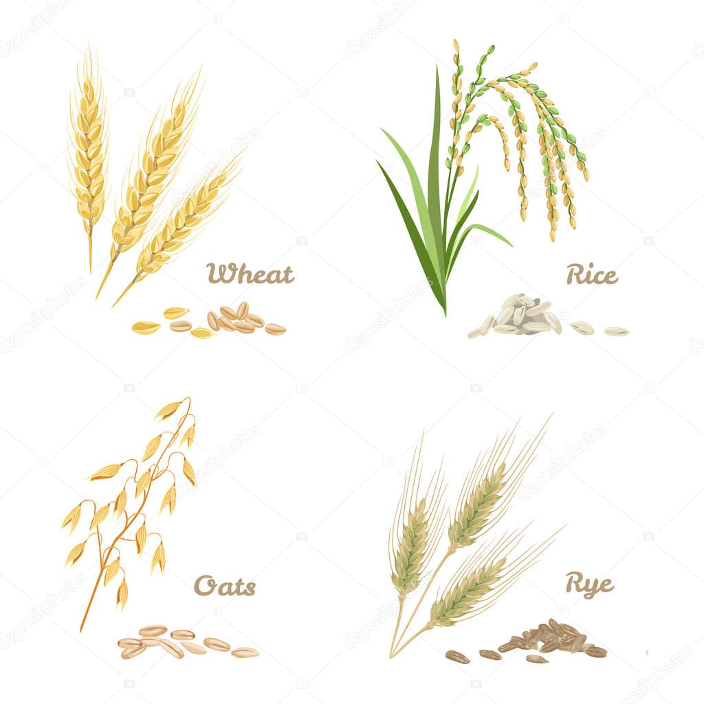 Wheat, rye, rice and oats isolated on white background. Set of agricultural crops in cartoon flat style. Vector stock illustration of spikes and grains.